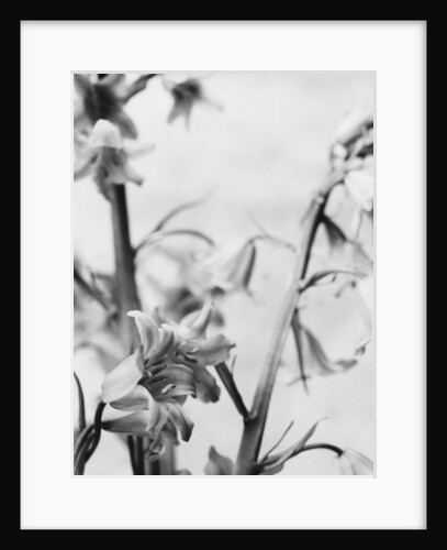 Bell Flower by David Roseburg