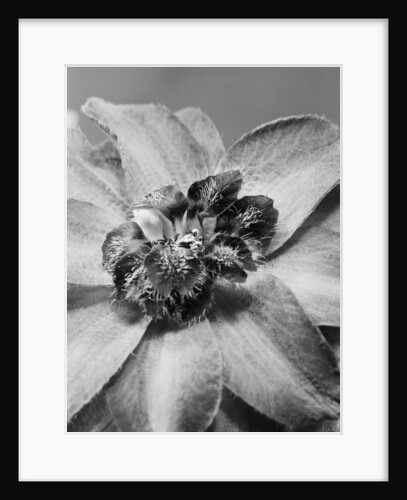 Delphinium by David Roseburg