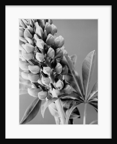 Lupine 1 by David Roseburg