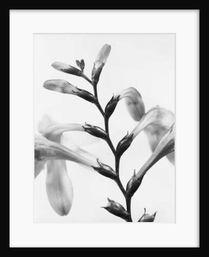 Gladiolus by David Roseburg