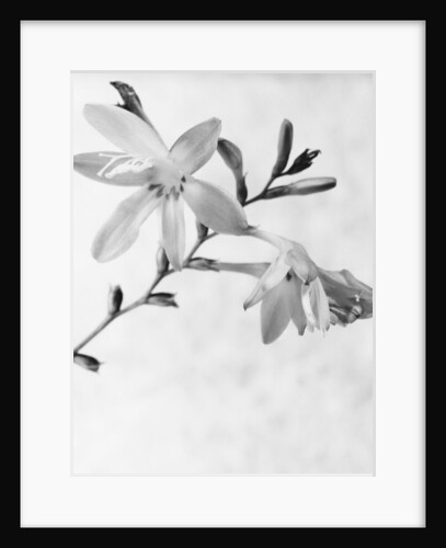 Gladiolus 7 by David Roseburg