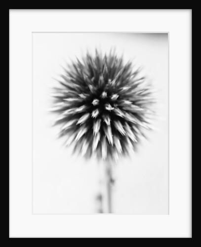 Globe Thistle by David Roseburg