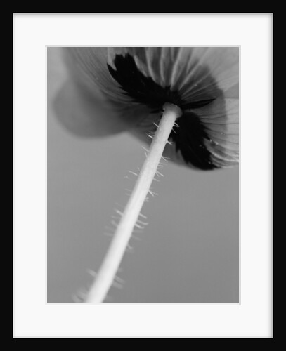 Poppy 10 by David Roseburg