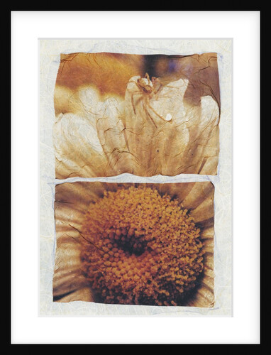 Spider on Daisy by David Roseburg