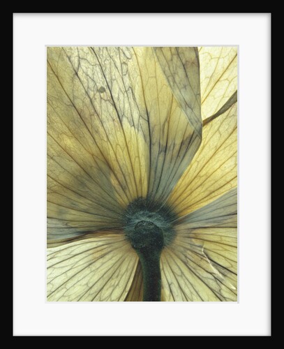 Translucent Petals 8 by David Roseburg