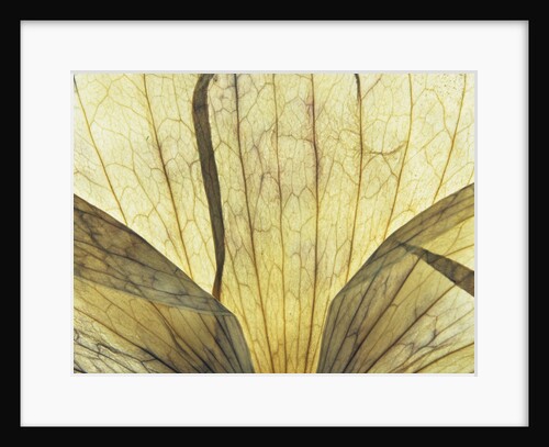 Translucent Petals 9 by David Roseburg