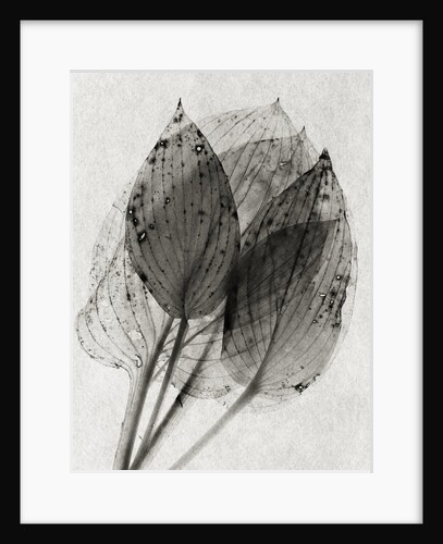 Hosta 1 by David Roseburg
