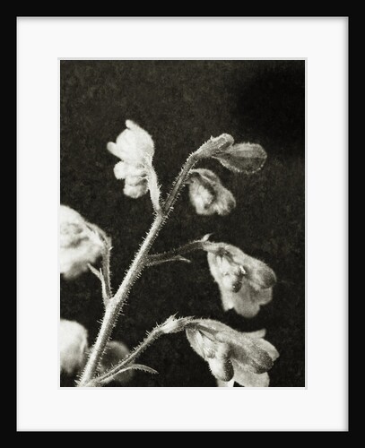 Coral Bell by David Roseburg