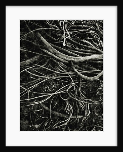 Kelp by David Roseburg