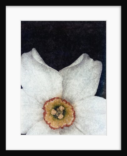 Small Daffodil by David Roseburg