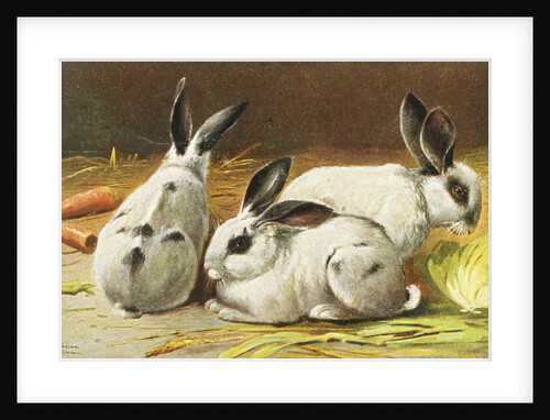 German Postcard Depicting Three Rabbits by Anonymous