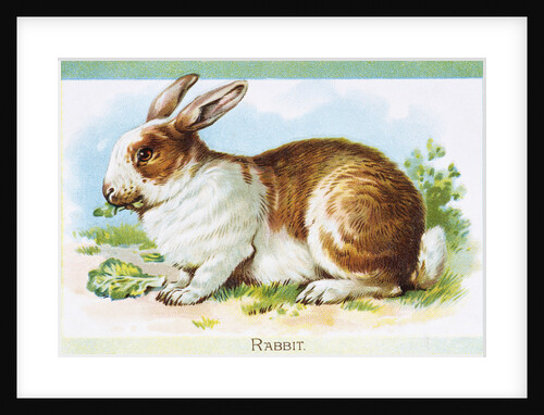 Postcard Depicting a Rabbit Eating Lettuce by Anonymous