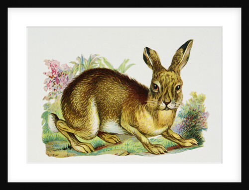 Illustration Depicting a Brown Rabbit by Anonymous