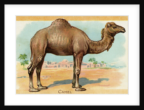 Camel Postcard by Anonymous
