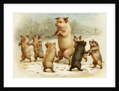 Postcard of Dancing Pigs by Anonymous