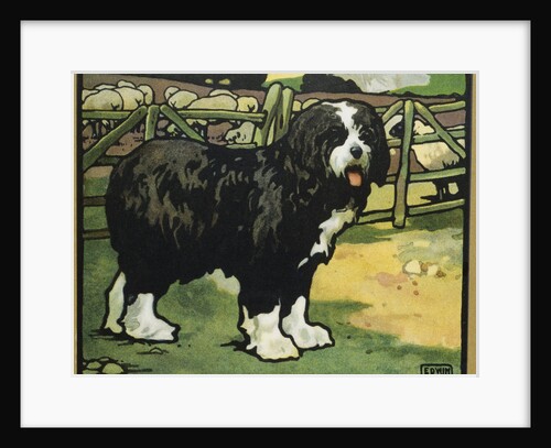 Illustration of an Old English Sheepdog by Edwin Noble
