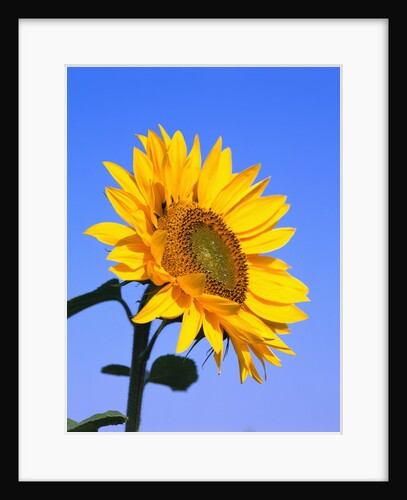 Giant Sunflower by Anonymous