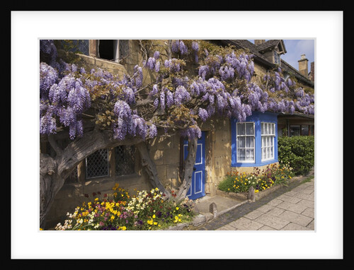 Wisteria-Covered Cottage by Anonymous