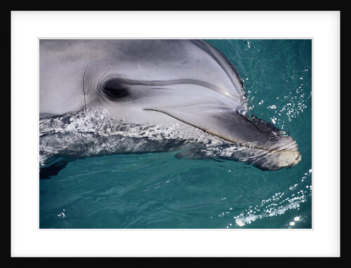 Close-Up of Dolphin by Anonymous