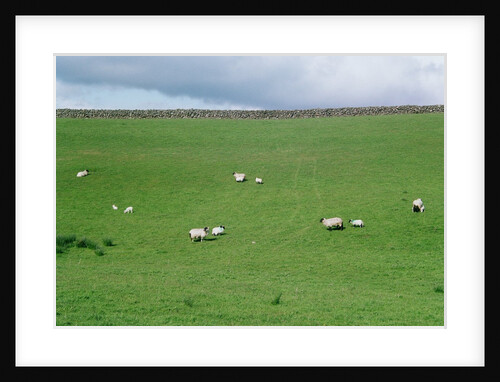 Sheep on Hillside in Ireland by Anonymous