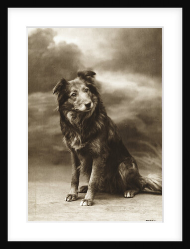 Postcard of a Sheperd-Collie Mix by Anonymous