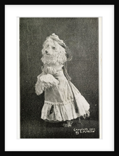 Leading Lady in Dogland-Linn's Famous Educated Dogs Postcard by Anonymous