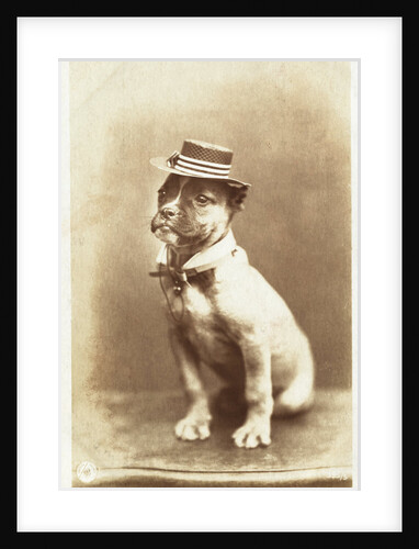 Postcard of a Boxer Puppy Wearing a Brimmed Hat by A.G. Steglitz