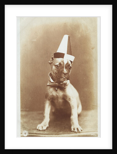 Postcard of a Boxer Puppy Wearing a Party Hat by A.G. Steglitz