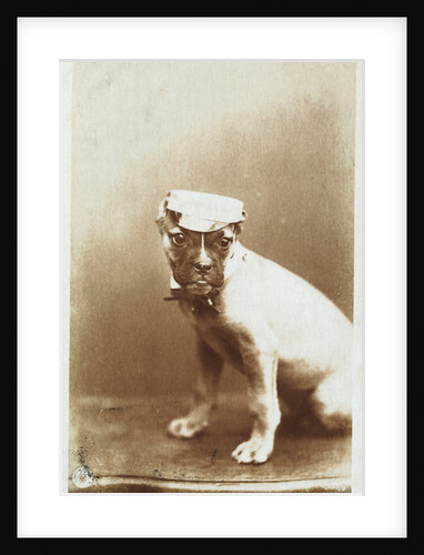 Postcard of a Boxer Puppy Wearing a Cap by A.G. Steglitz