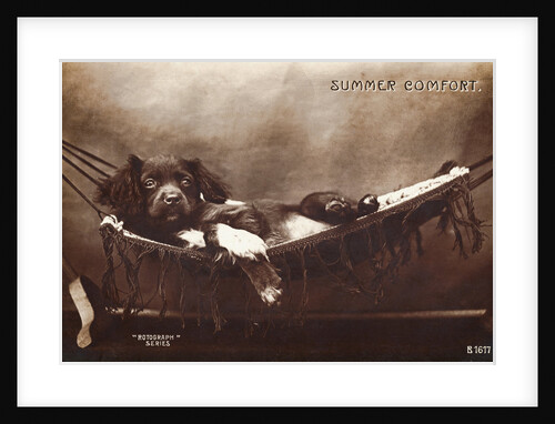 Summer Comfort Postcard by Anonymous