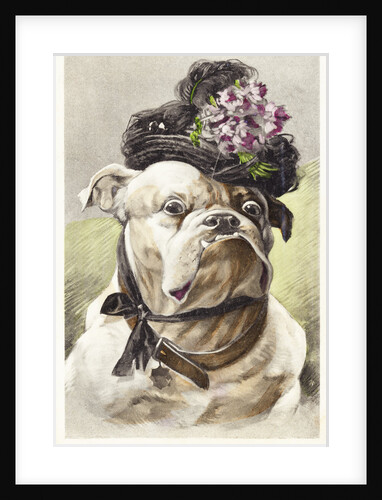 Hand-Colored Postcard of a Bulldog Dressed in a Bonnet by Anonymous