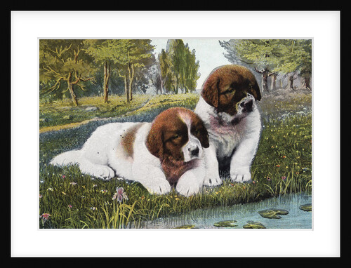 Color Print Postcard with Two St. Bernard Puppies by Anonymous