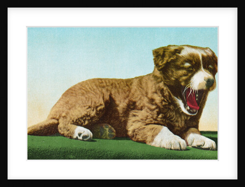 Postcard of St. Bernard Puppy Yawning by Anonymous