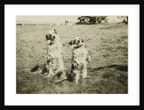 Mr. and Mrs. Tiny at Camp Petawawa Postcard by Anonymous