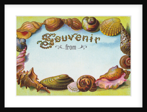 Souvenir From Postcard with Seashells by Anonymous