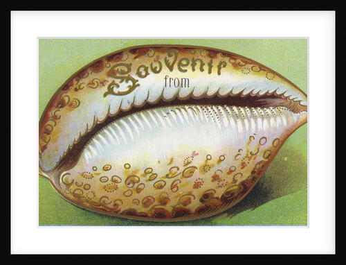 Souvenir From Postcard with Cowrie Seashell by Anonymous