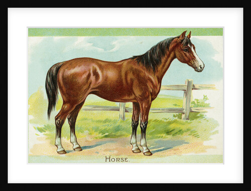 Horse Postcard by Anonymous