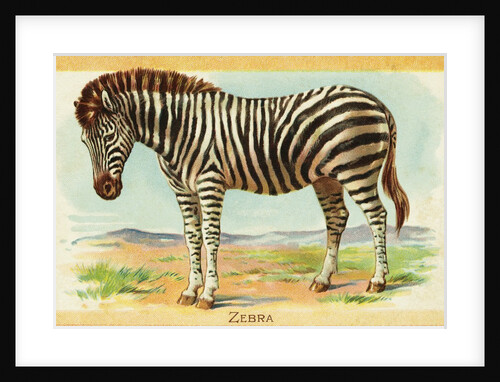 Zebra Postcard by Anonymous