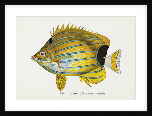 Lauhau, (Chaetodon fremblii) Postcard by Anonymous