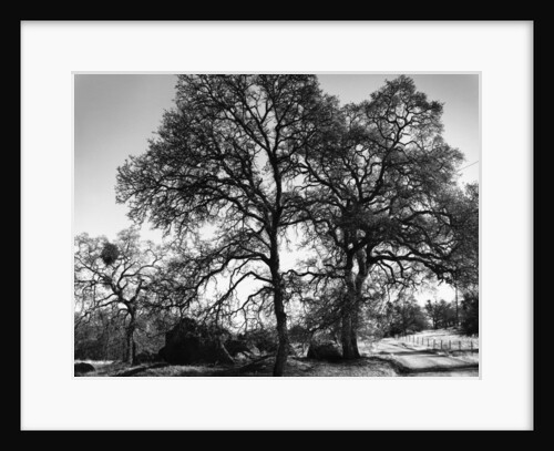 Three Oaks and Boulder by Gordon Osmundson