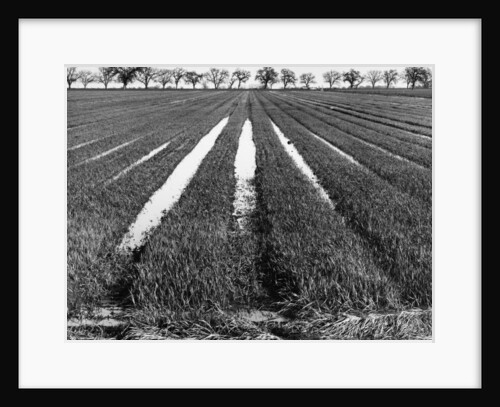 Rice Field by Gordon Osmundson