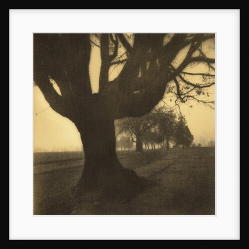 Old Oak Tree on Tree Lined Road by Kevin Cruff