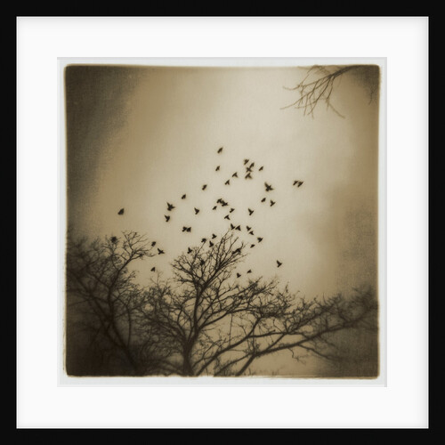 Birds and Trees, Discovery Park by Kevin Cruff