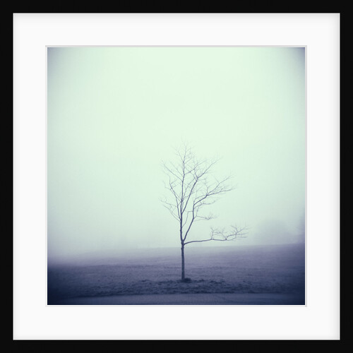 Tree Portrait, Discovery Park by Kevin Cruff