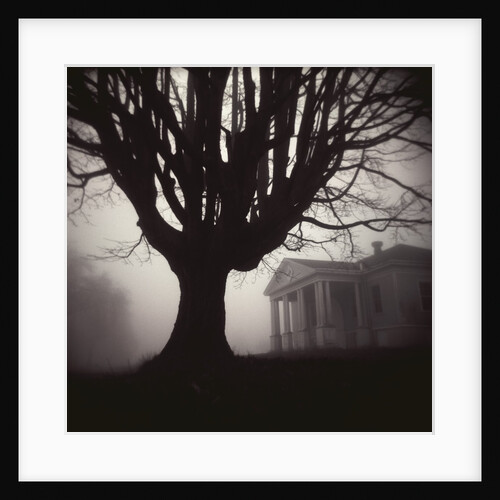 Tree and Bandhouse at Discovery Park by Kevin Cruff