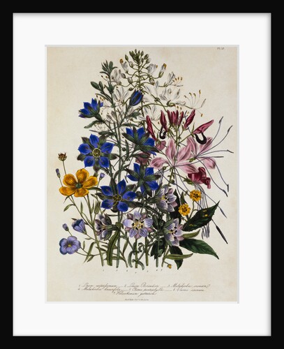 Linum Usitatissimum Botanical Illustration by Anonymous