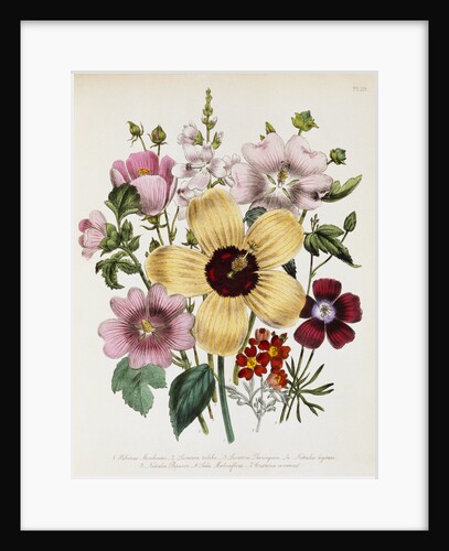 Hibiscus Moscheutos Botanical Illustration by Anonymous