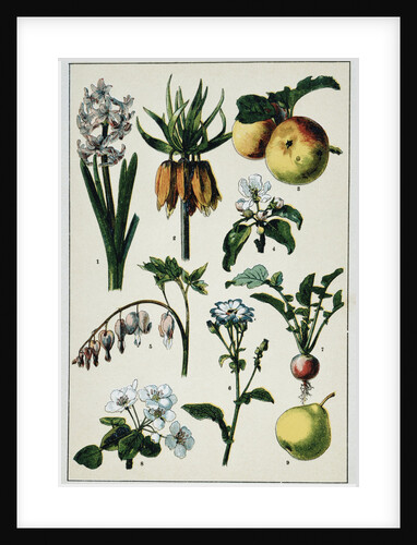 19th-Century French Botanical Print by Anonymous