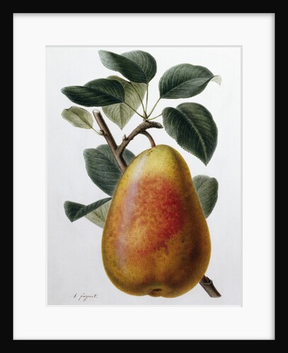 Study of a Pear by Adrienne Faguet