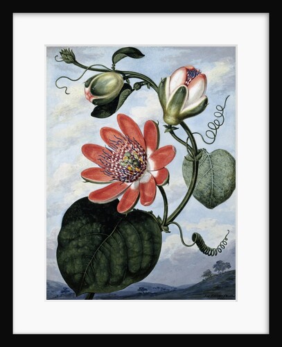 The Winged Passion Flower by Sydenham Teast Edwards